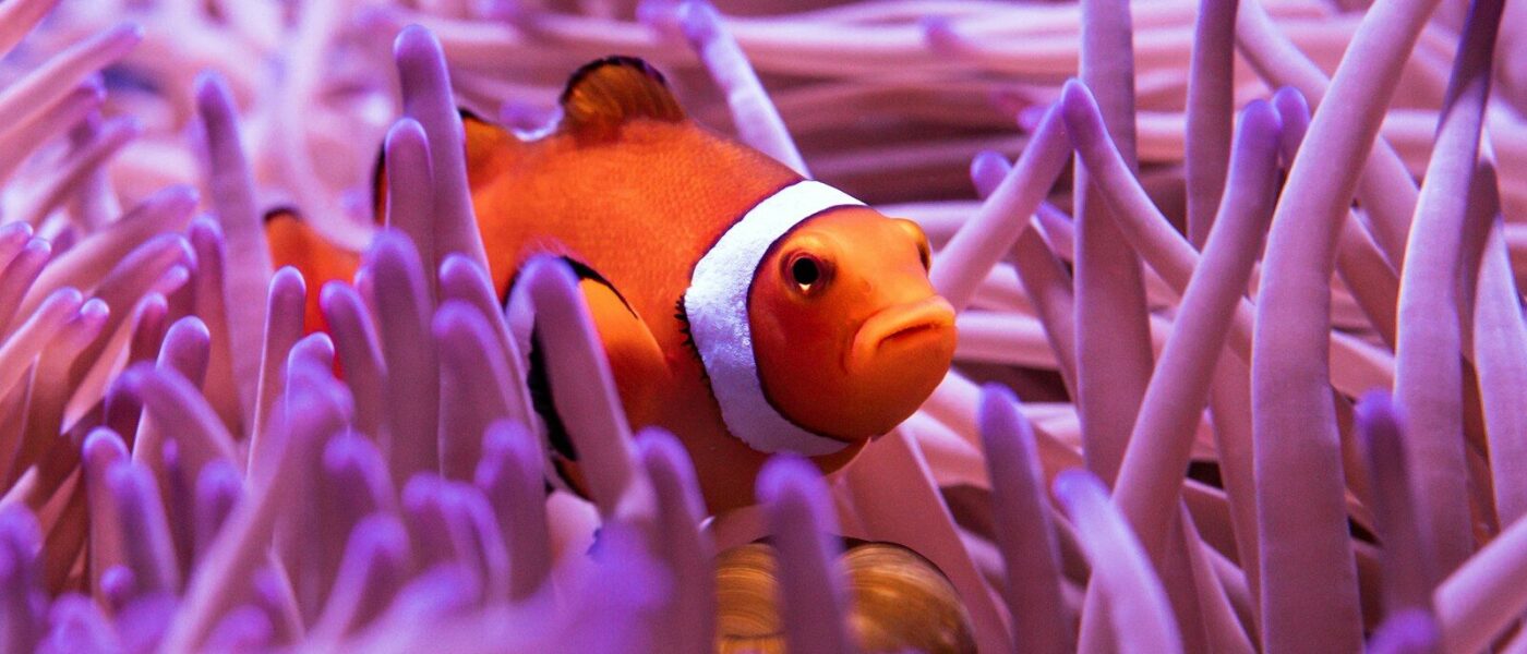 A clownfish among purple and white coral