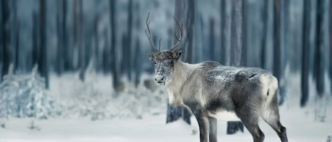 Sámi reindeer herd moving across open tundra in summer