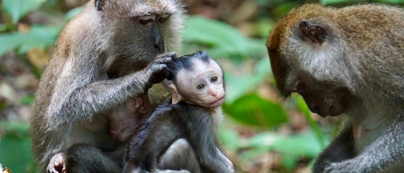Family watching macaques from a calm distance outside the cave