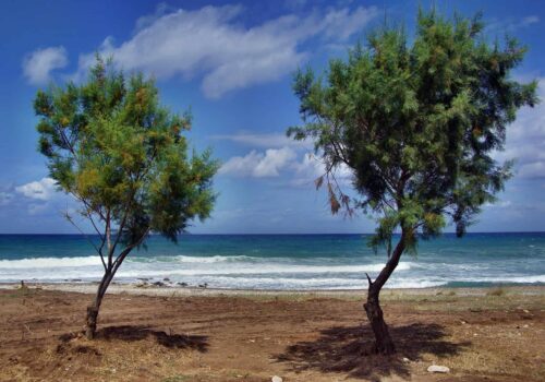Peloponnese trees Greece Peloponnese trees Greece