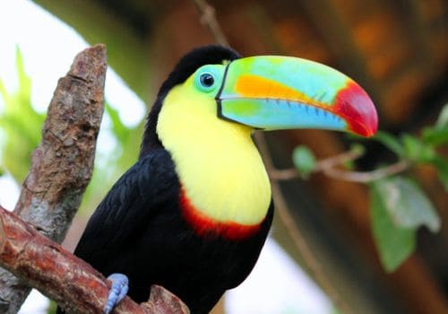 tucan tucan