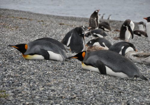 Ushuaia penguins Ushuaia penguins