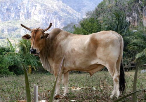 Vinales Bull Vinales Bull