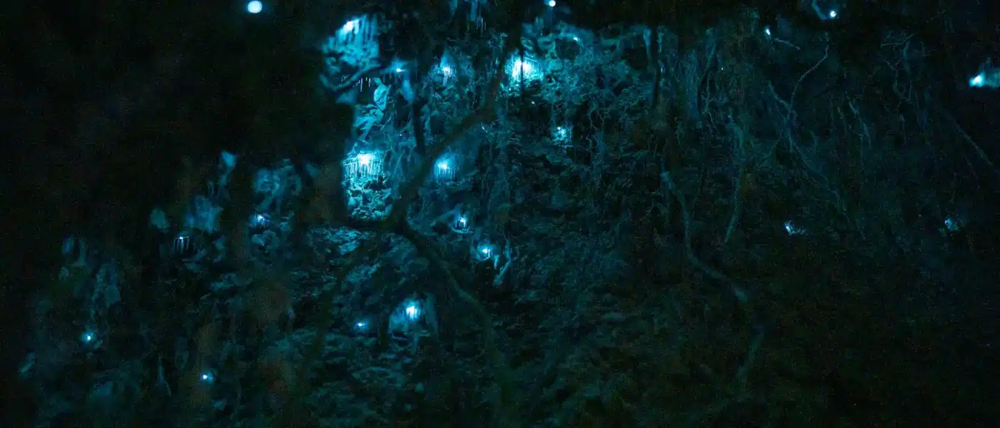 Entrance to a limestone cave in the Waitomo region
