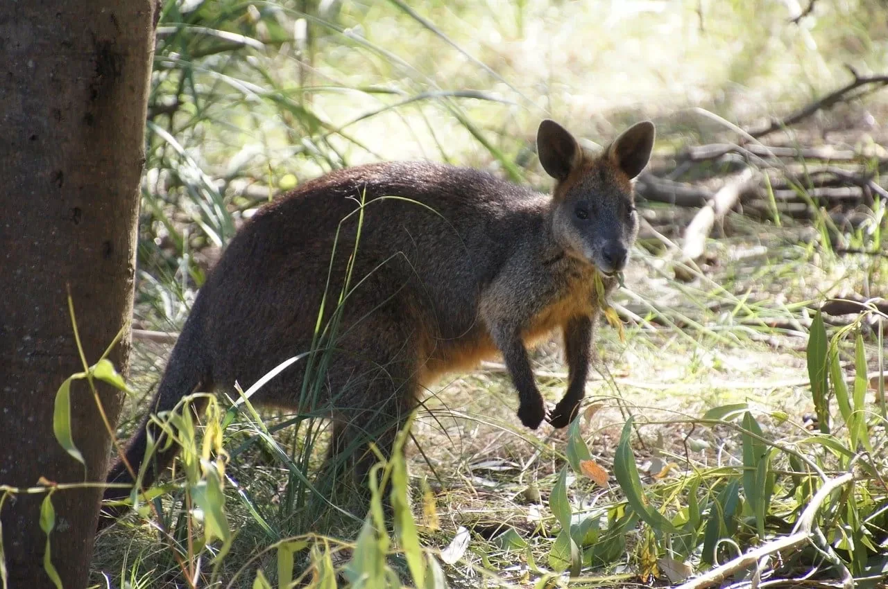 Day 5: Adelaide to Kangaroo Island
