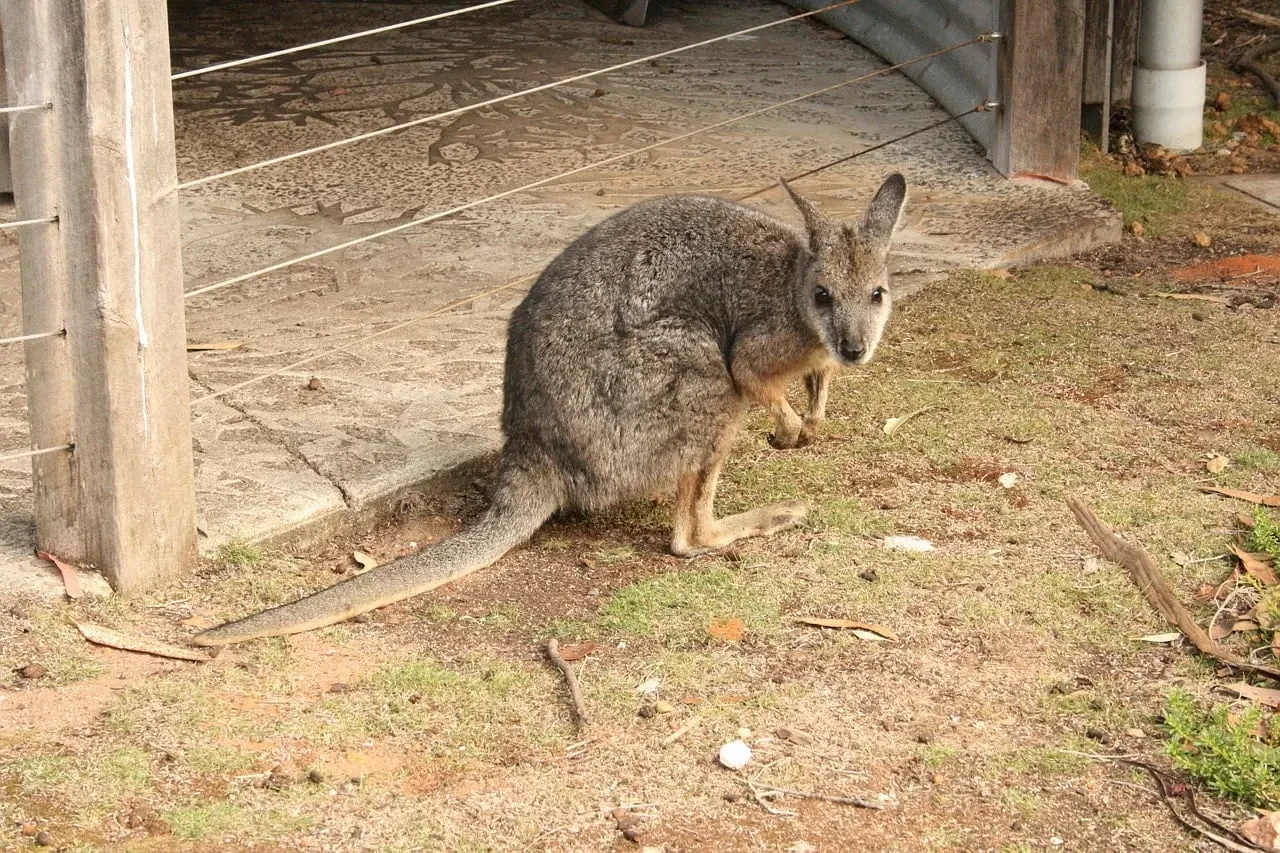 Day 6: Kangaroo Island to Adelaide