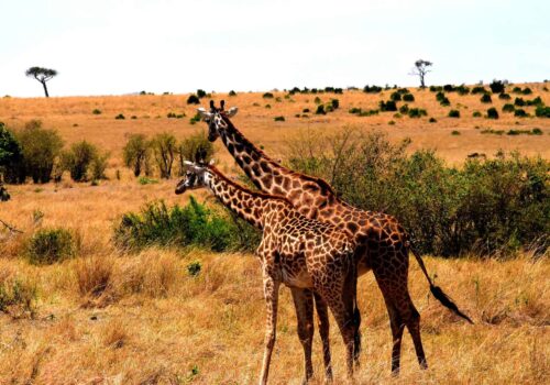 Gay Group Trip: Luxury Rwanda And Tanzania