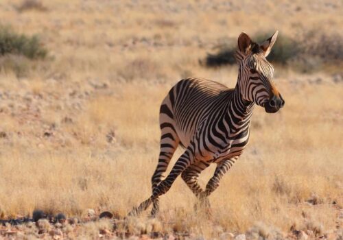 Gay Group Trip: Discover Namibia