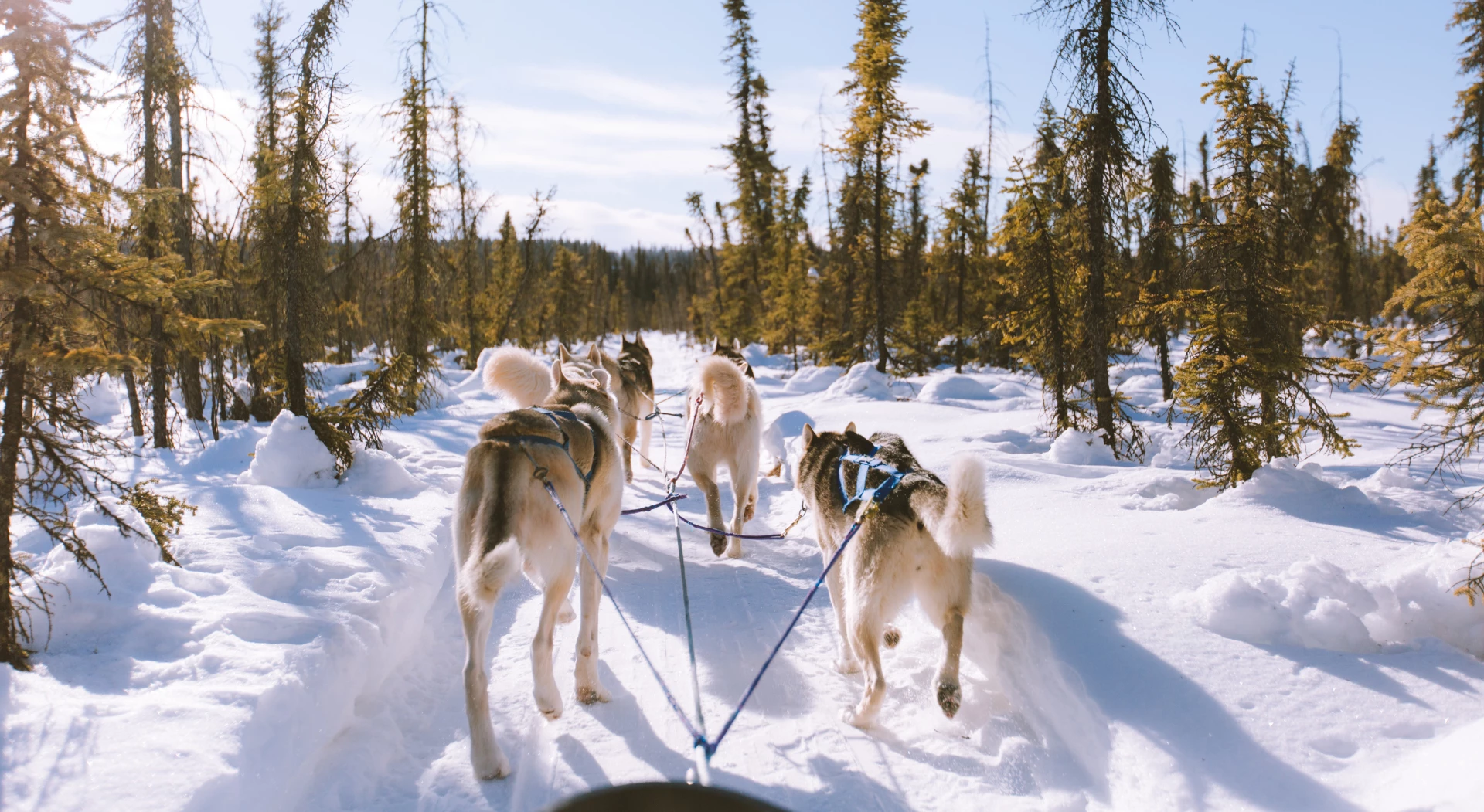 Luxury Northern Lights and Dog Sledding Adventure vacations