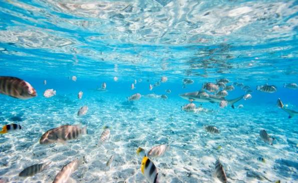 Tahiti and Mo’orea Island Escape