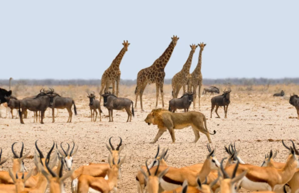Deserts & Savannas Namibia Safari
