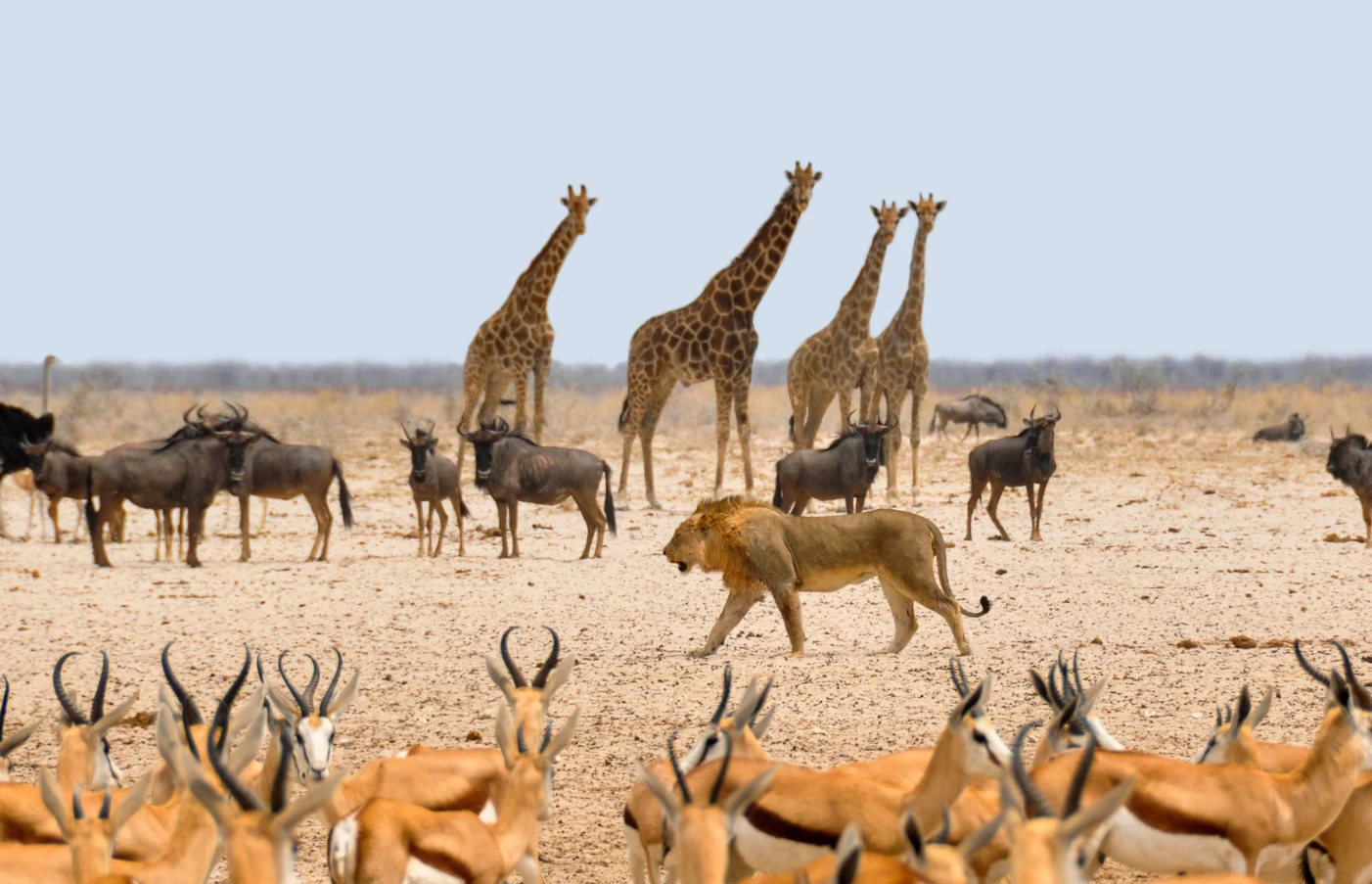 Deserts & Savannas Namibia Safari