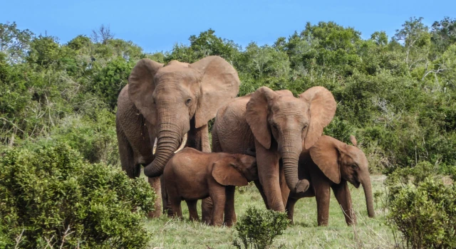 Kruger National Park