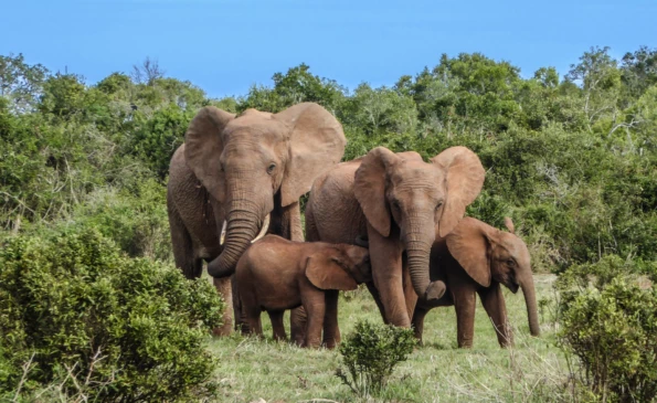 South Africa