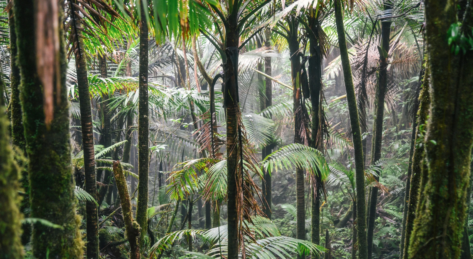 El Yunque National Forest