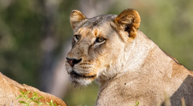 Day 4: Lion Sands Private Game Reserve