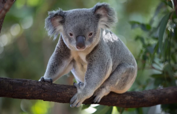 Australian Highlights Tour