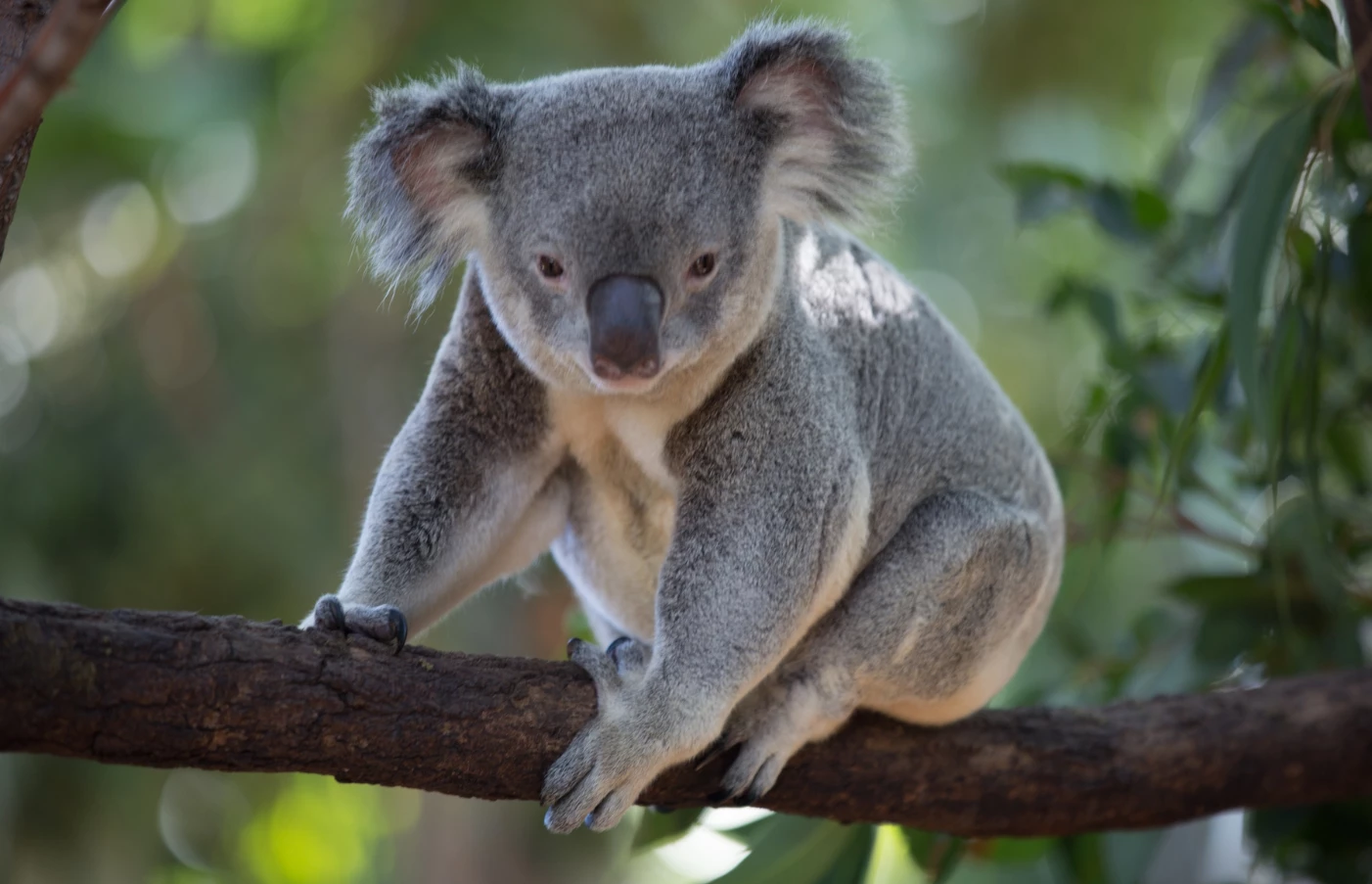 Australian Highlights Tour