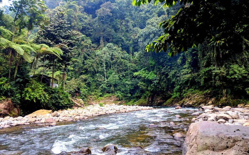 Day 3: Into the Rainforest