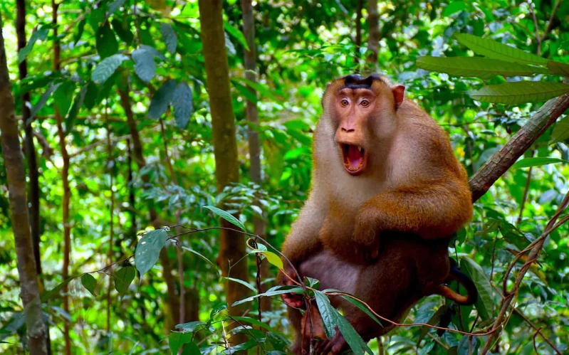 Day 5: Onward to Bukit Lawang