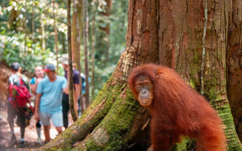 Day 6: Orangutan Trekking