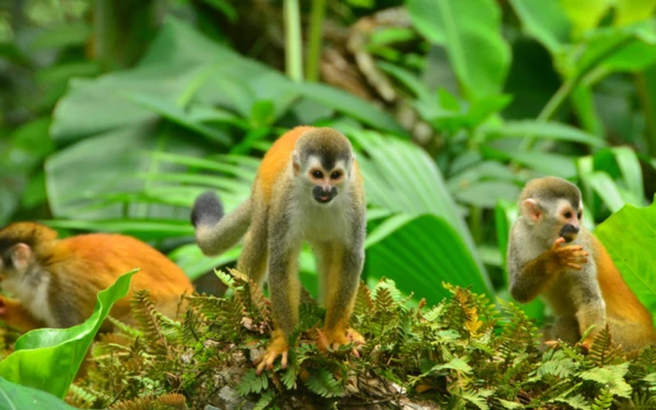 Ultimate Luxury: Costa Rica