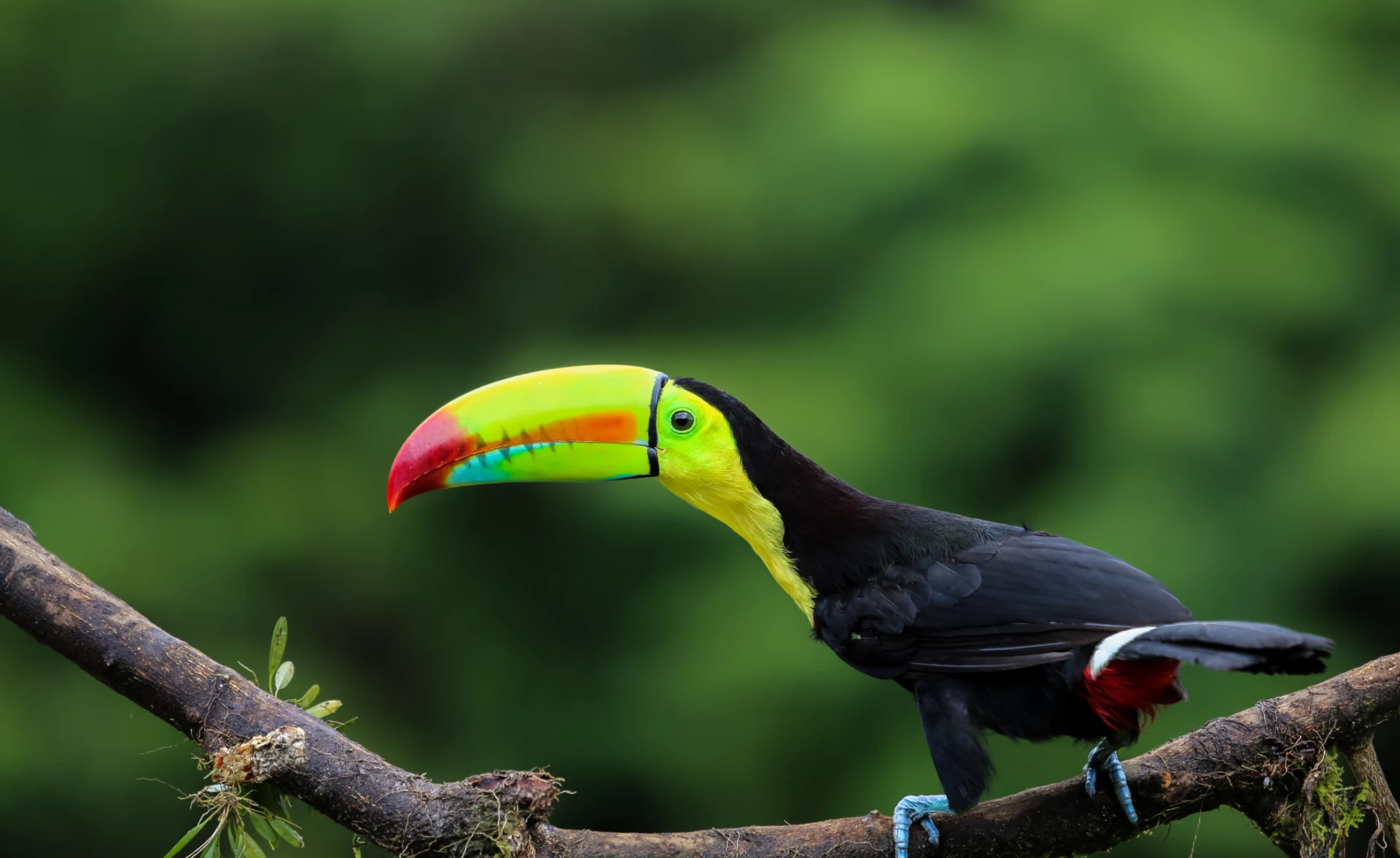 A Different Costa Rica