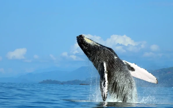 Ultimate Luxury: Costa Rica