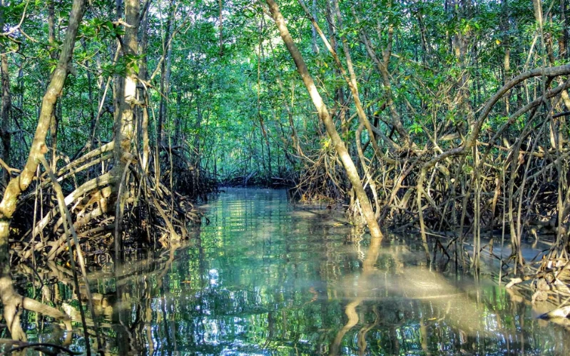 Day 9: Mangrove Safari Adventure