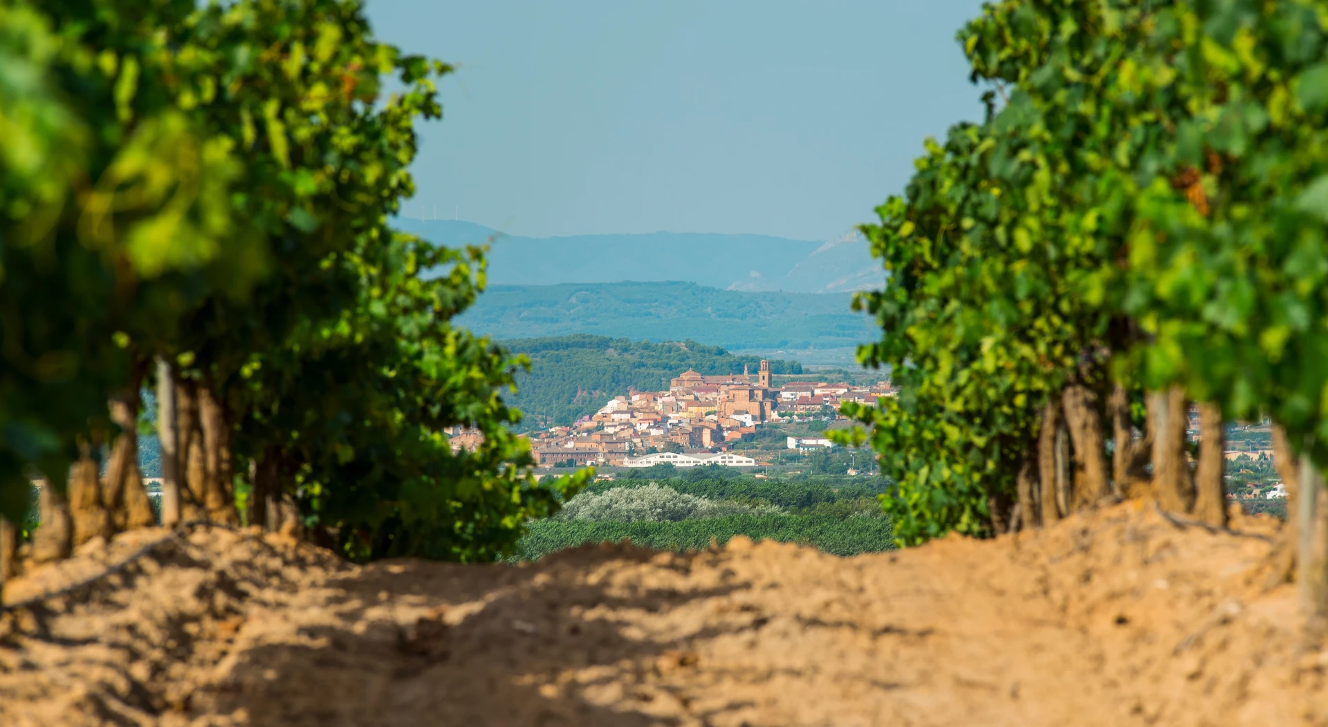 Culinary Tour Of Spain