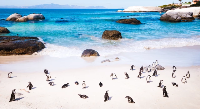 Day 10: Cape Town
