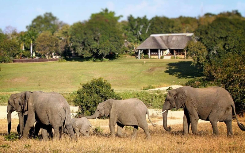 Day 11: The Wild Heart of Sabi Sands