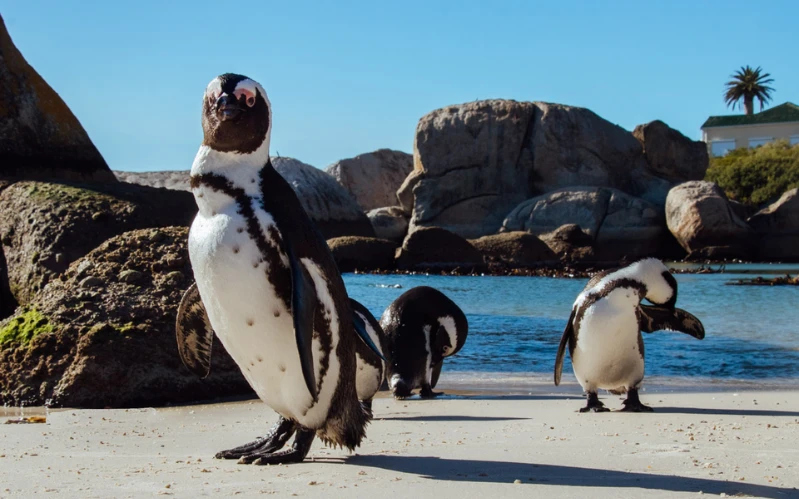 Day 3: Cape Peninsula & Boulders Beach Penguins