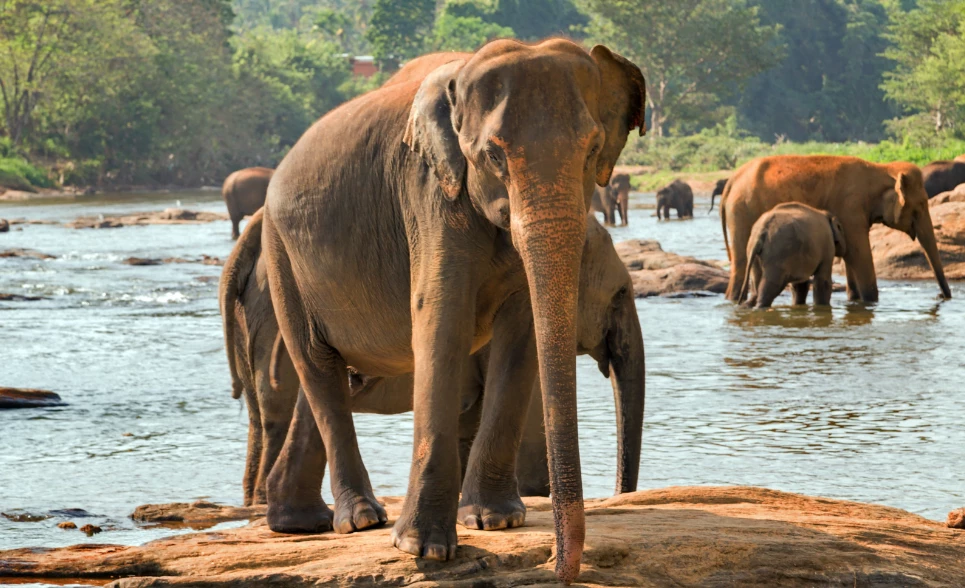 Day 2: Pinnawala Elephant Orphanage