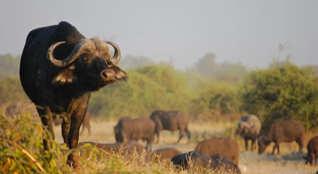 Days 3-4: Kruger National Park