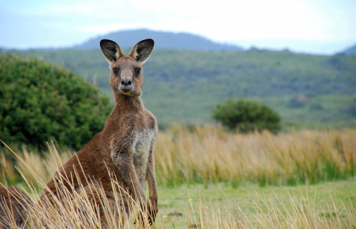 Discover Australia