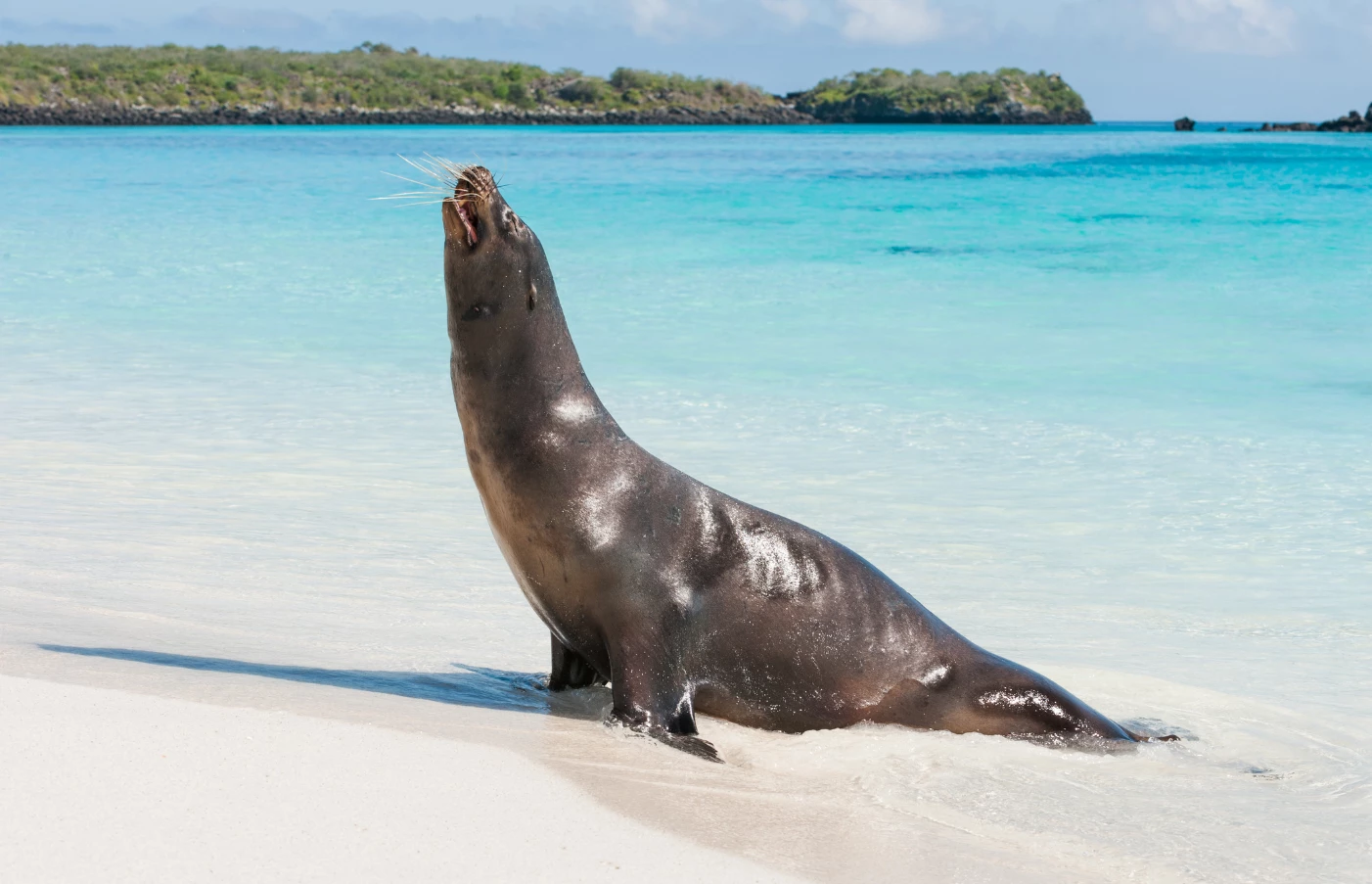 Gay Group Trip: Luxury Galapagos Cruise
