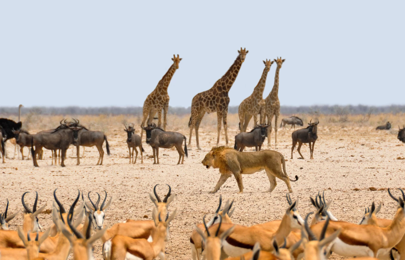 Luxury South Africa Travel Guides vacations