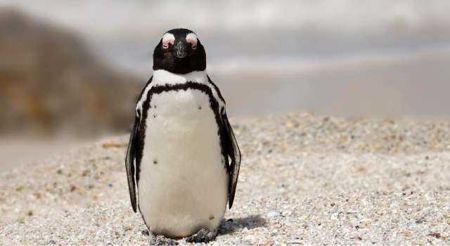 Boulders Beach