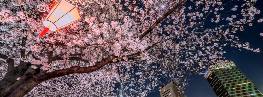 Cherry blossom season
