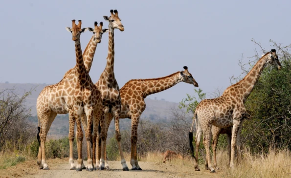Sabi Sabi Game Reserve and Mauritius