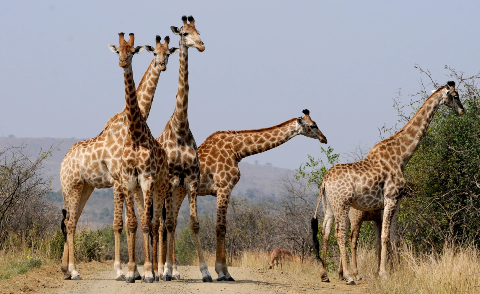 Sabi Sabi Game Reserve and Mauritius