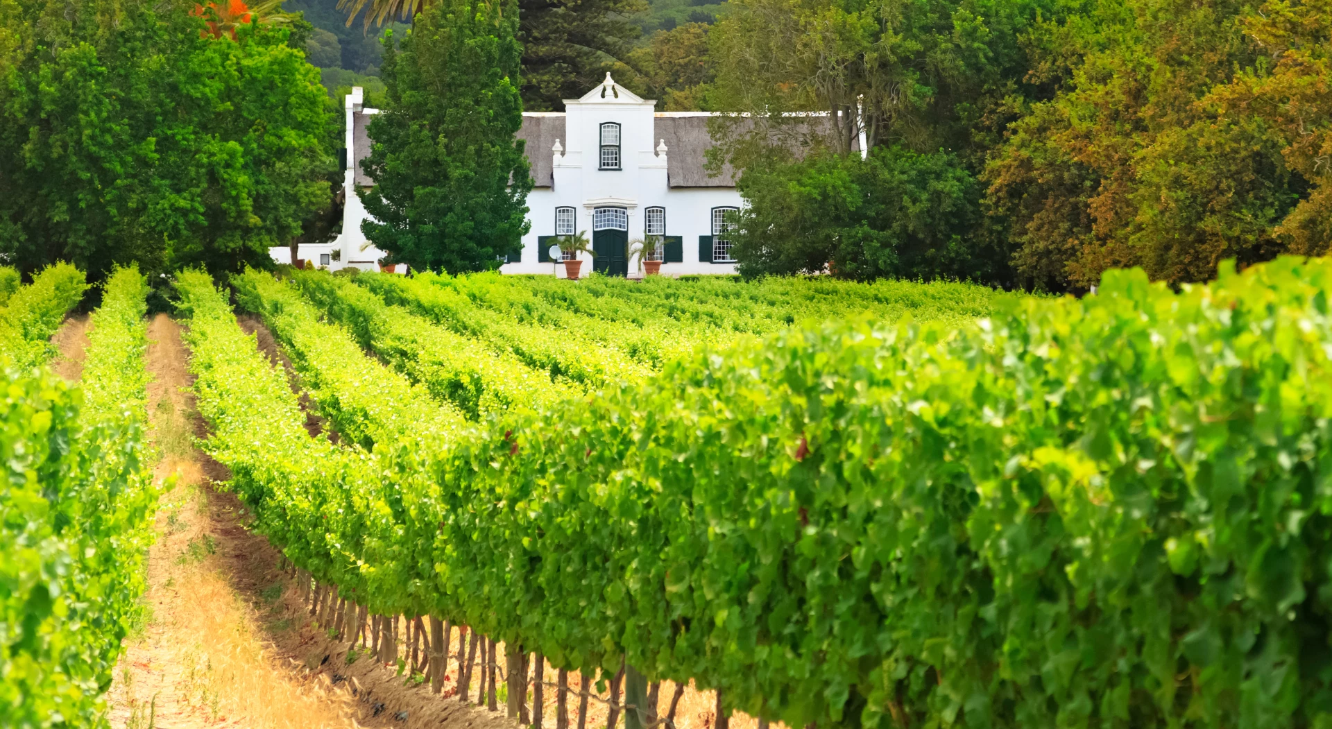 The Winelands