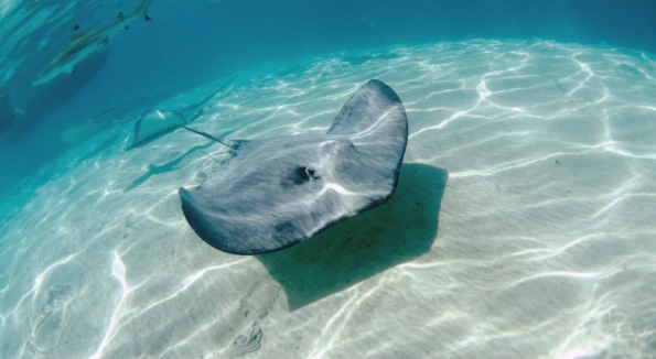 manta ray french polynesia