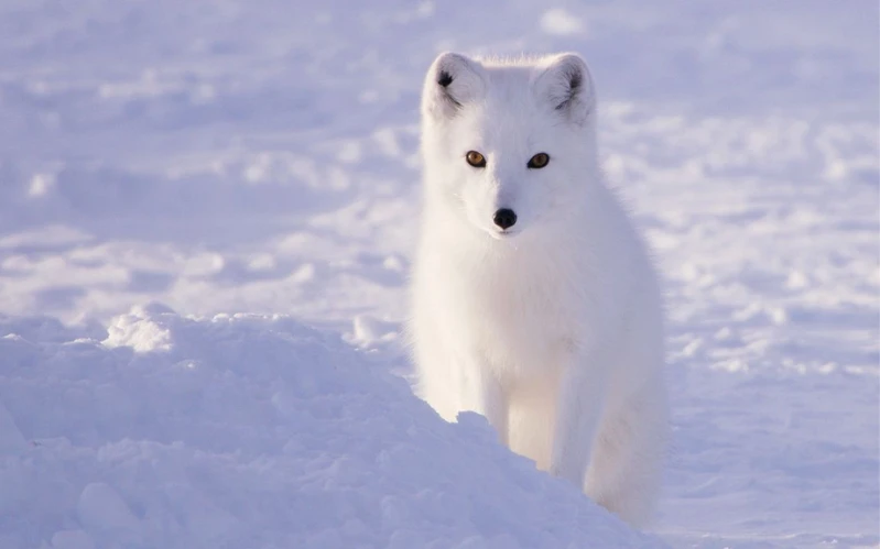 Day 3: Gåshamna & Gnålodden – The Arctic’s Wild Heart