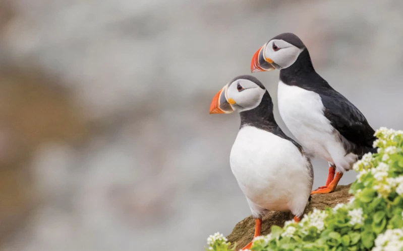 Luxury Iceland Family Adventure