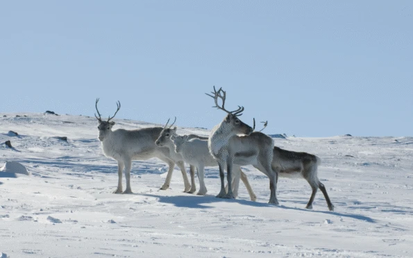Finland Family Winter Escape