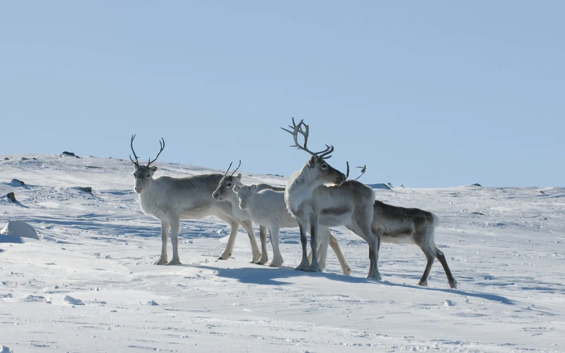 Finland Family Winter Escape