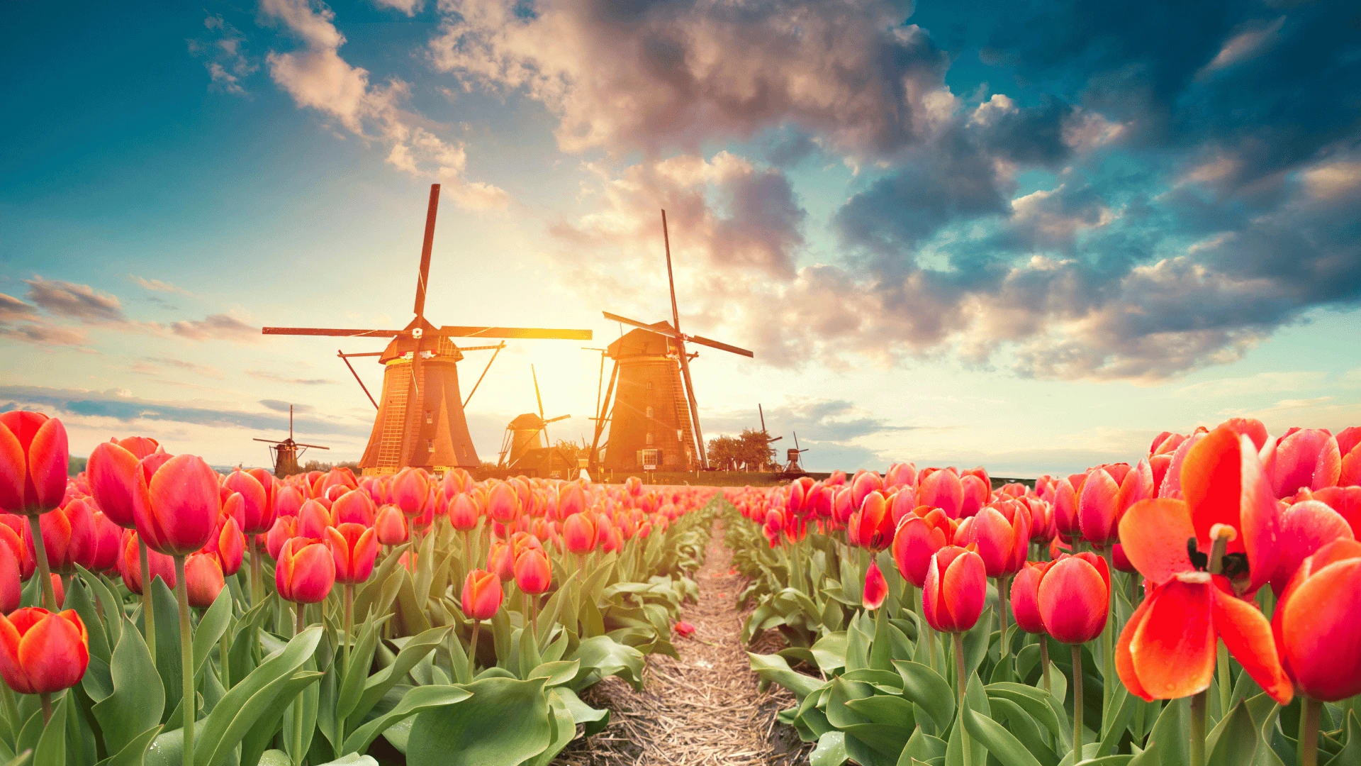 Canals to Culture: Gay River Cruise from Amsterdam to Brussels
