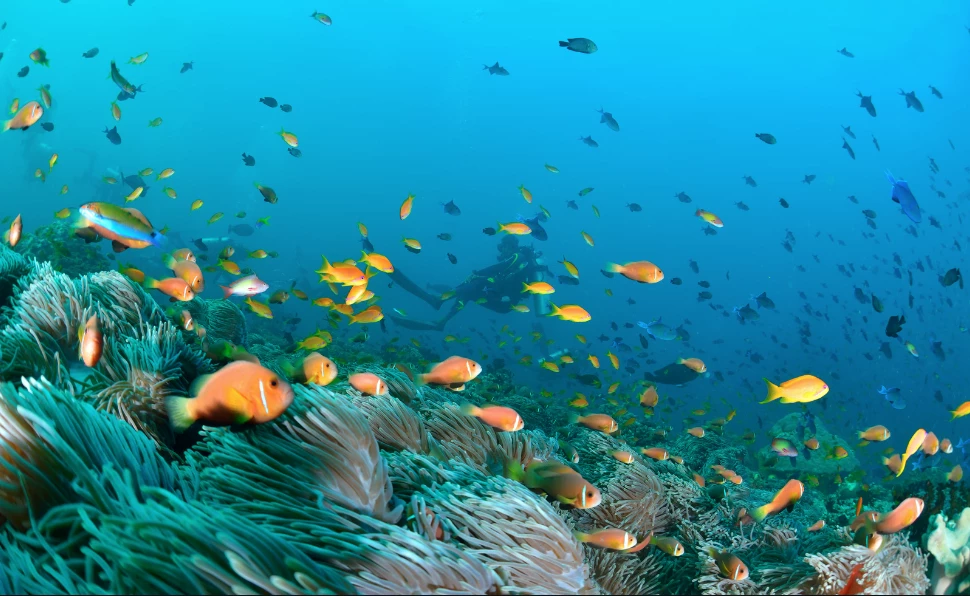 The Seychelles and the Maldives